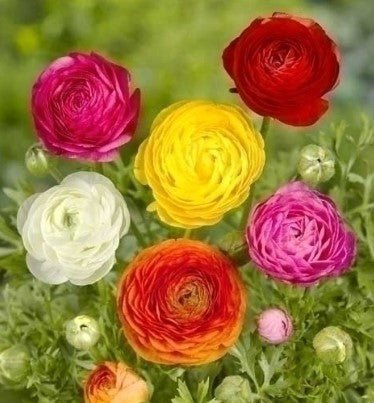 Ranunculus - The Irish Gardener Store