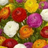 Ranunculus - The Irish Gardener Store