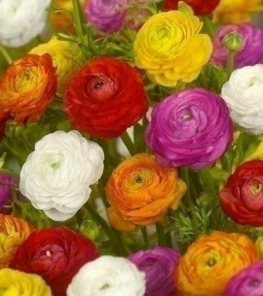 Ranunculus - The Irish Gardener Store