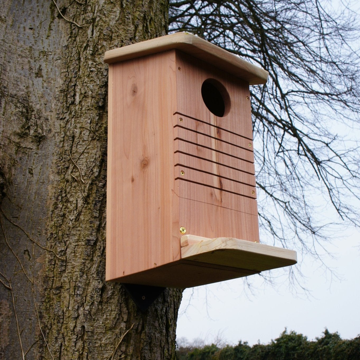 Red Squirrel Nest Box - The Irish Gardener Store Red Squirrel Nest Box, wooden construction with natural finish, mounted on a tree trunk, circular entrance hole, horizontal grooves for climbing, weather-resistant design, spacious interior, eco-friendly wildlife shelter, ideal for red squirrels, located in a natural outdoor setting, sustainable conservation habitat