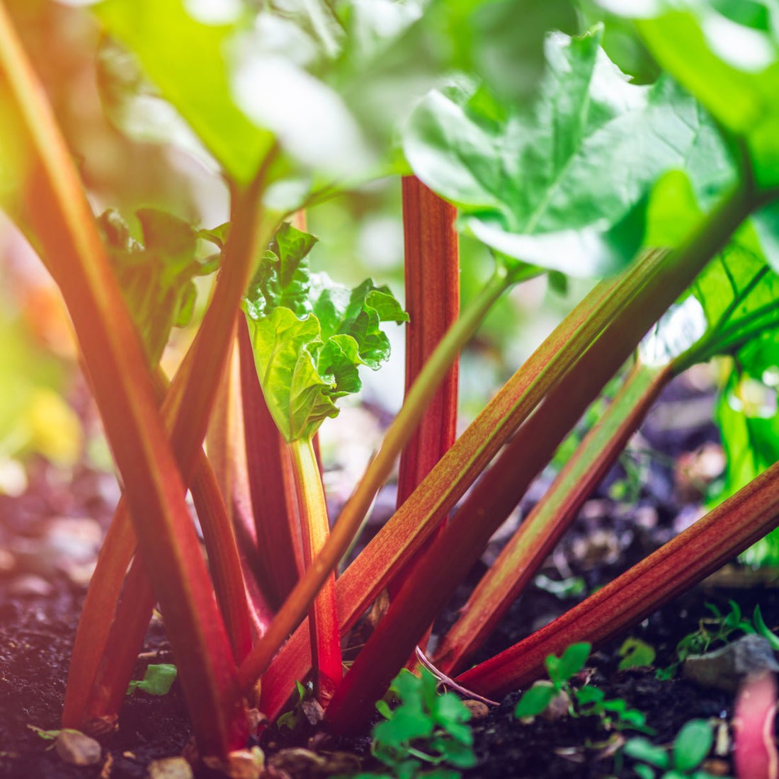 Rhubarb Crowns The Irish Gardener Store