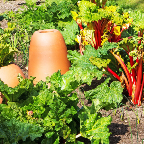 Rhubarb Crowns The Irish Gardener Store
