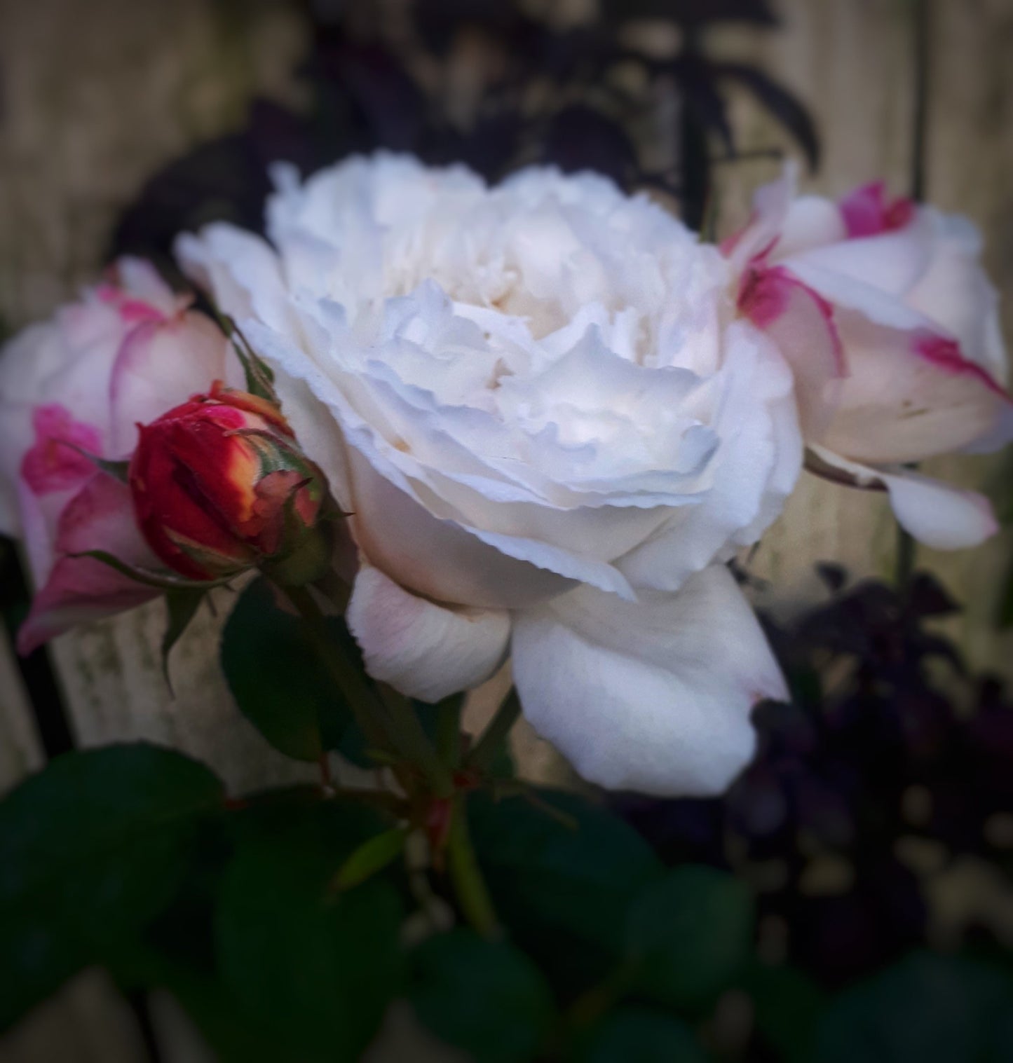 Rose Winchester Cathedral The Irish Gardener Store