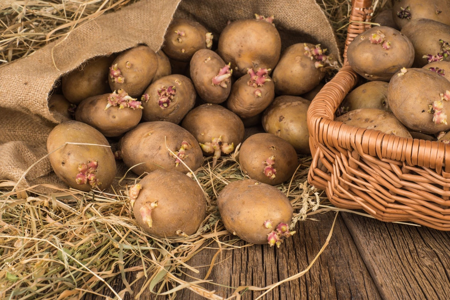Second Earlies Seed Potatoes - The Irish Gardener Store