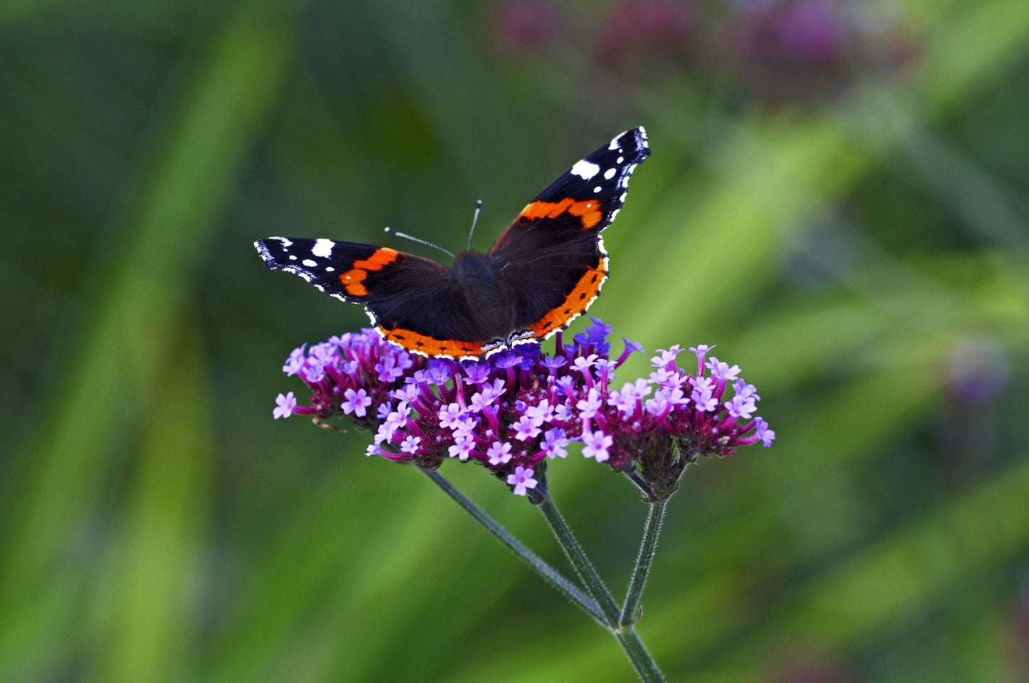 Seed Mat for Butterflies - The Irish Gardener Store