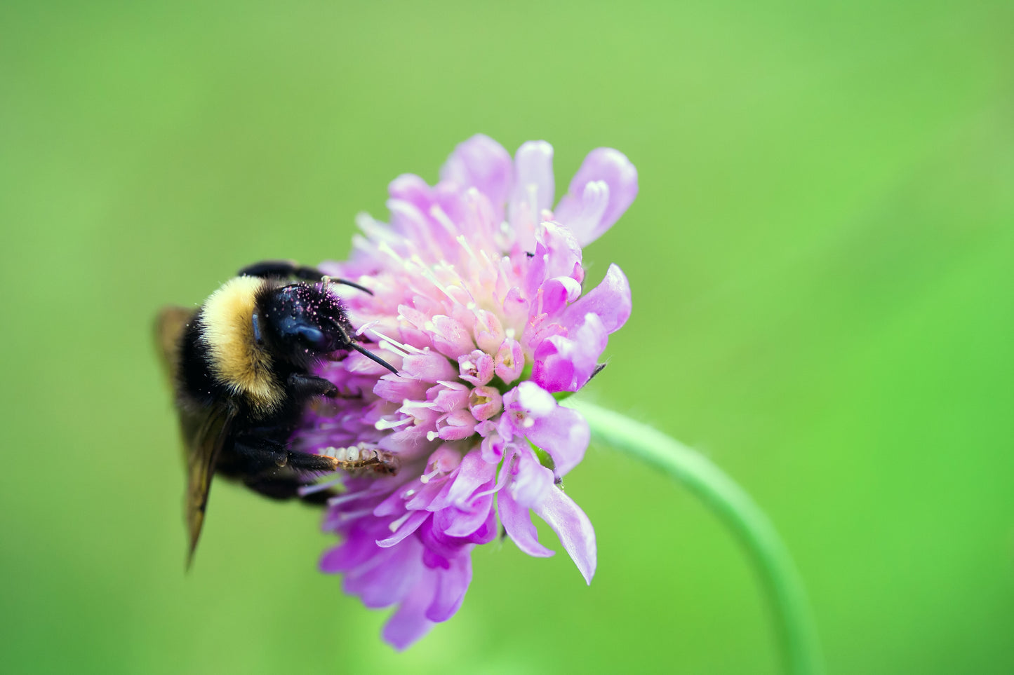 Scabious with bee, wildflower with bee, pink scabious, pink scabiosa, scabiosa, wildflower meadow, wildflower seed, native irish wildflowers, native irish meadow, native wildflower seed