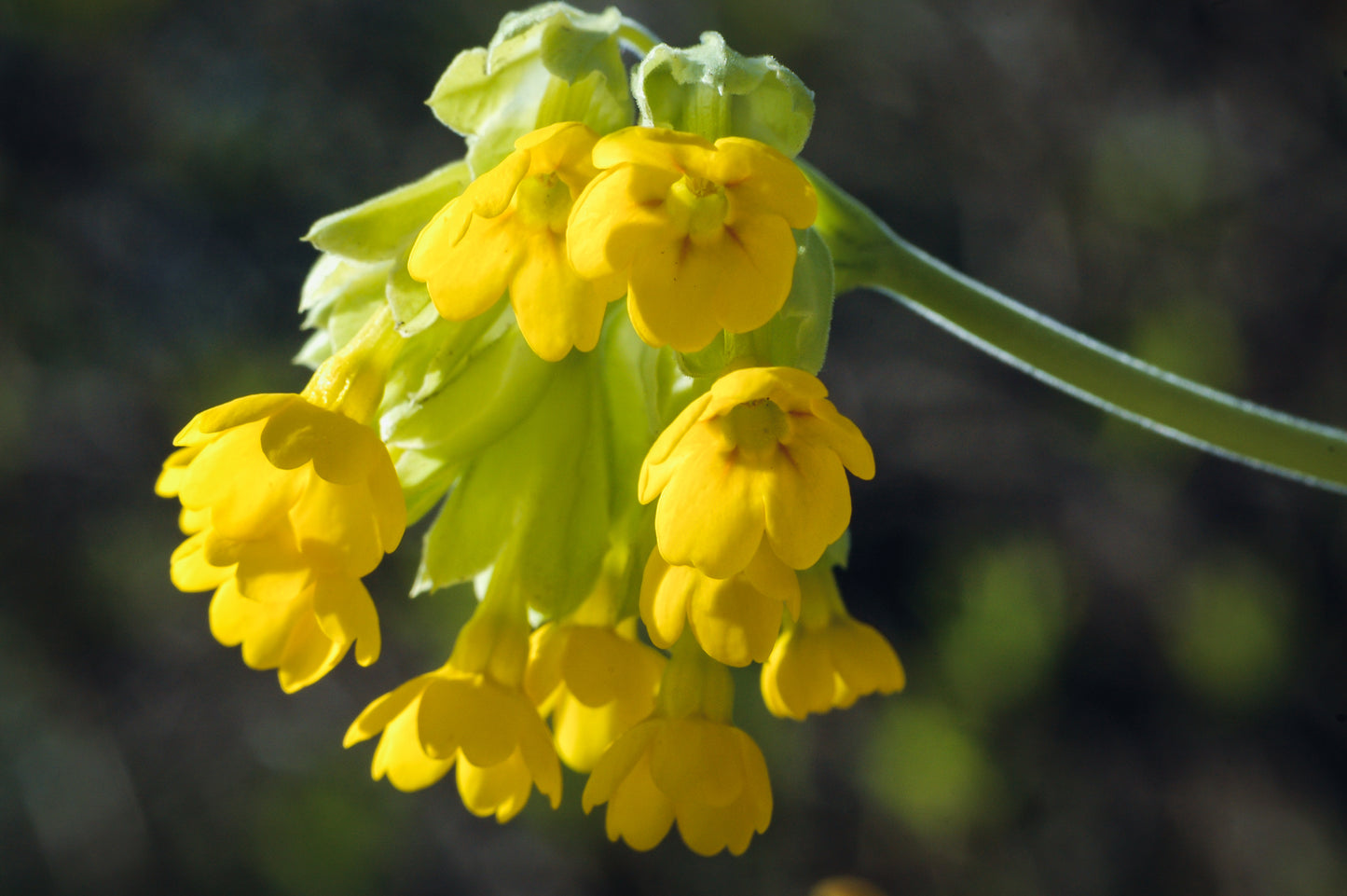 Cowslip, Primula veris, wildflower meadow, wildflower seed, native irish wildflowers, native irish meadow, native wildflower seed