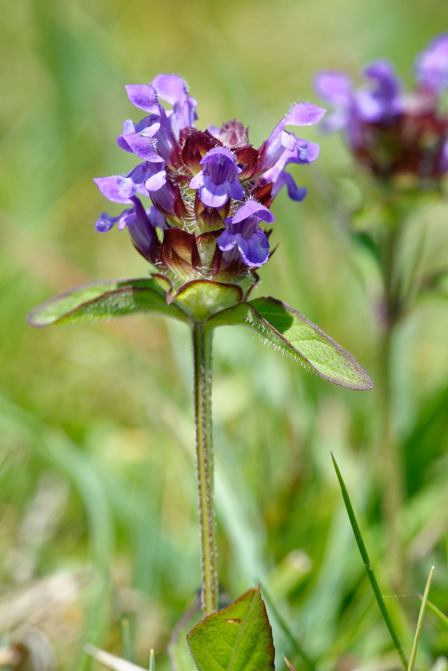 Selfheal, Prunella vulgaris, wildflower meadow, wildflower seed, native irish wildflowers, native irish meadow, native wildflower seed