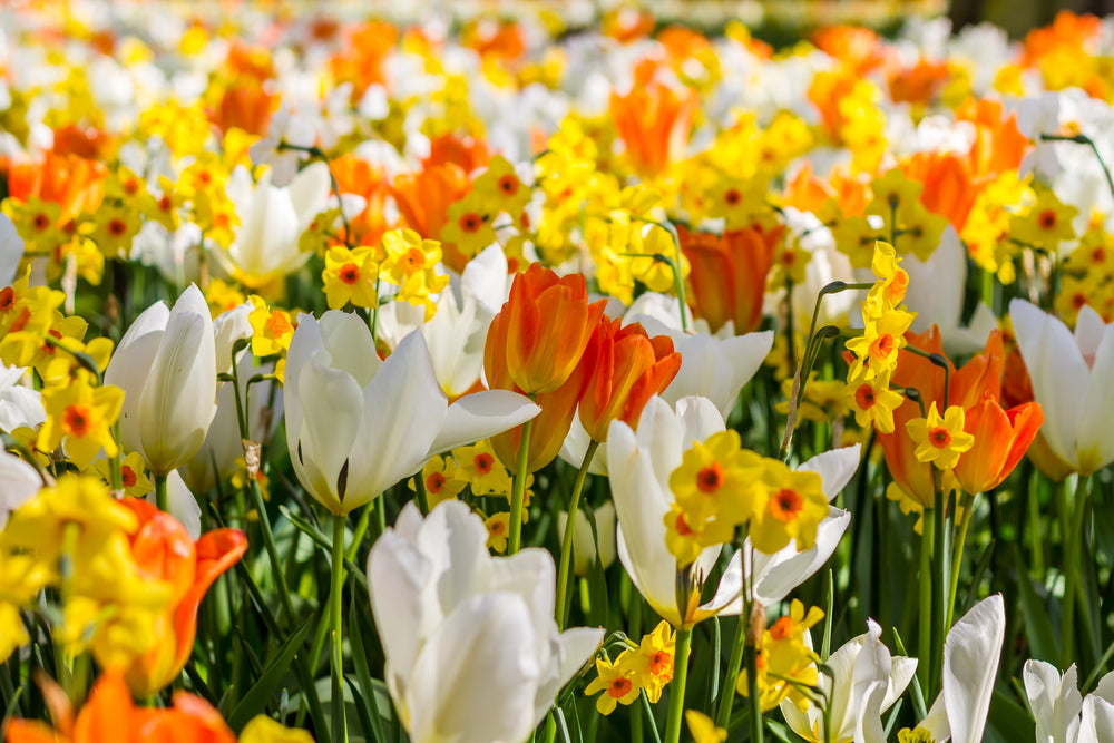 Special Offer on Spring Bulbs