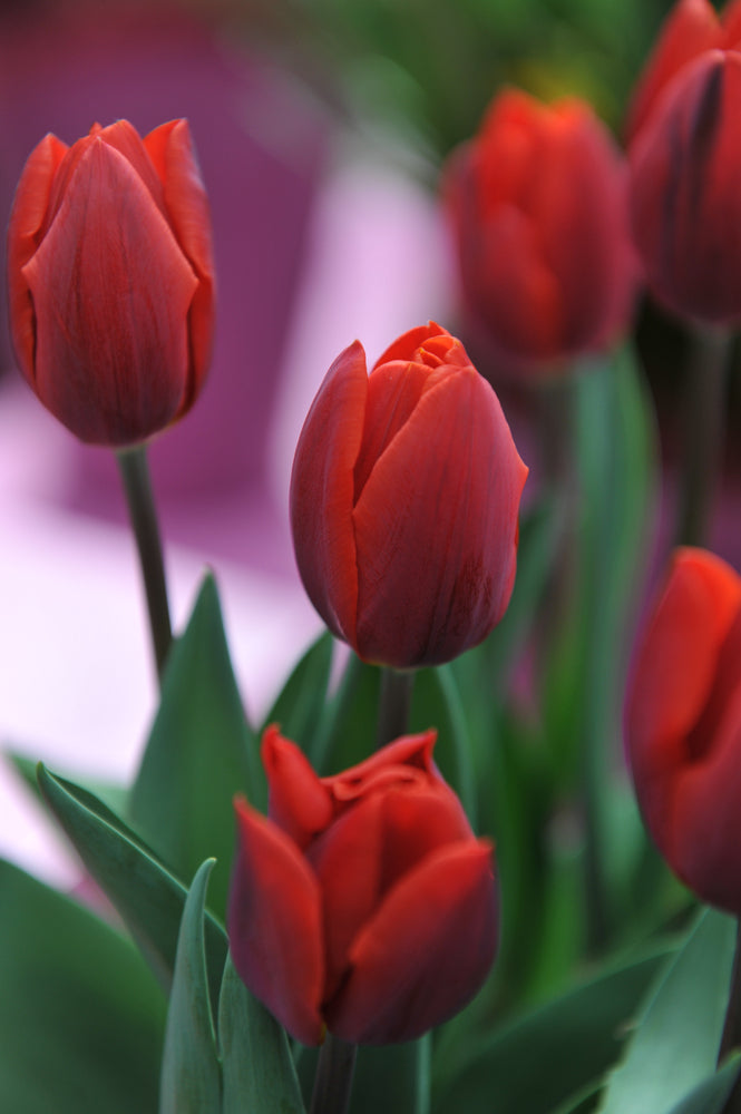 Tulip Couleur Cardinal, Red Tulip, Single Tulip, Early Tulip, Cardinal Tulip, Tulips from Holland, Tulips from Amsterdam, Dutch Tulips, Spring Flowers, Tulip Bulbs, Tulip flowers