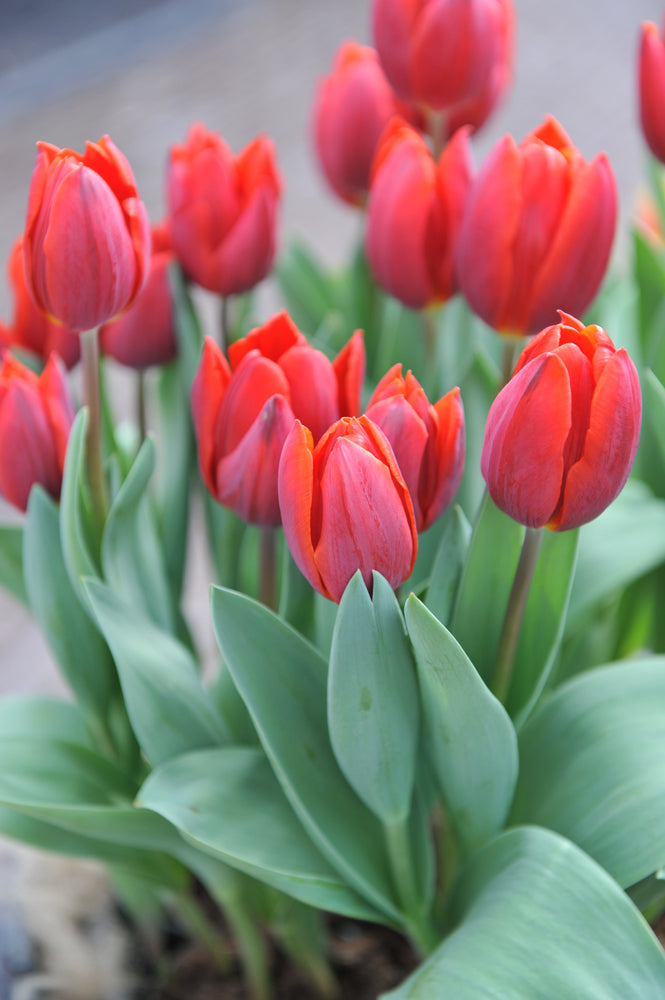 Tulip Couleur Cardinal, Red Tulip, Single Tulip, Early Tulip, Cardinal Tulip, Tulips from Holland, Tulips from Amsterdam, Dutch Tulips, Spring Flowers, Tulip Bulbs, Tulip flowers