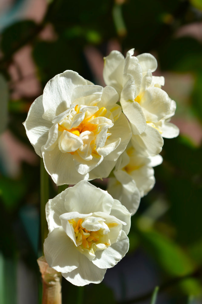 Narcissus Cheerfulness, Narcissus White Cheerfulness,Daffodil Cheerfulness, Scented Daffodil, Double flowering daffodil, Narcissus, Daffodiil, Spring Bulb, Spring Flower, Scented Narcissus, Spring flowering bulb