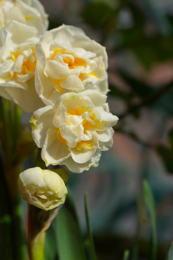 Narcissus Cheerfulness, Narcissus White Cheerfulness,Daffodil Cheerfulness, Scented Daffodil, Double flowering daffodil, Narcissus, Daffodiil, Spring Bulb, Spring Flower, Scented Narcissus, Spring flowering bulb