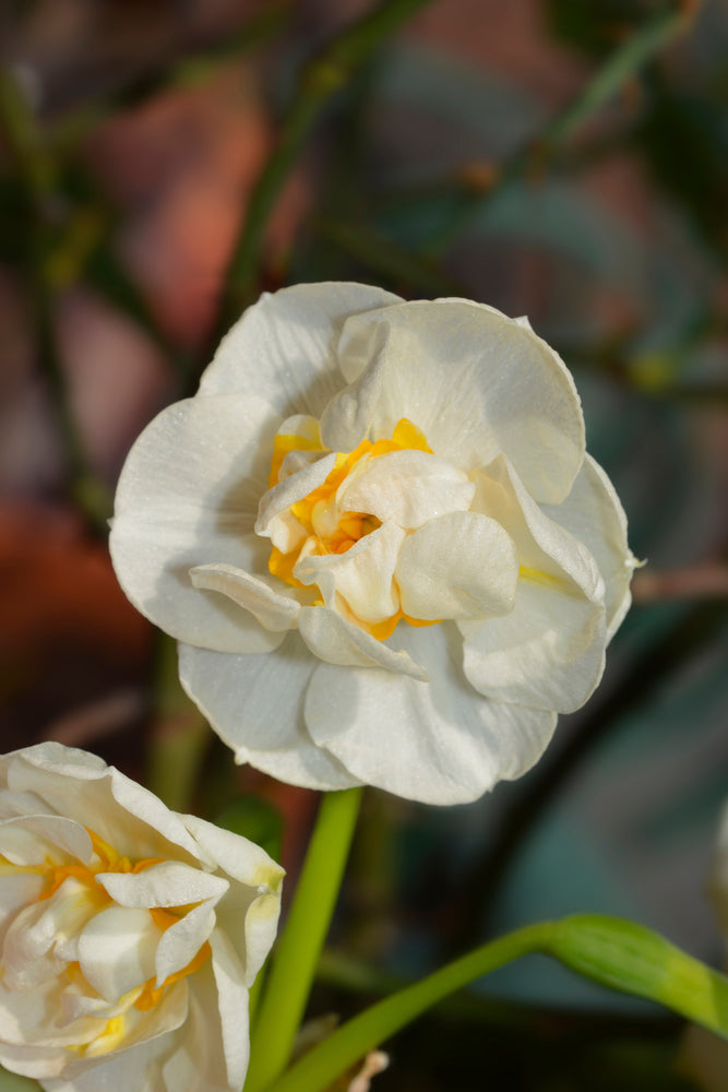 Narcissus White Cheerfulness