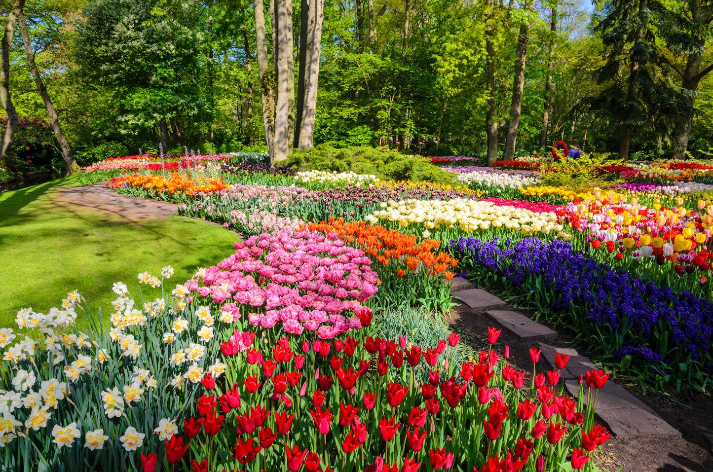 The Irish Gardener's Ultimate Spring Bulb Collection