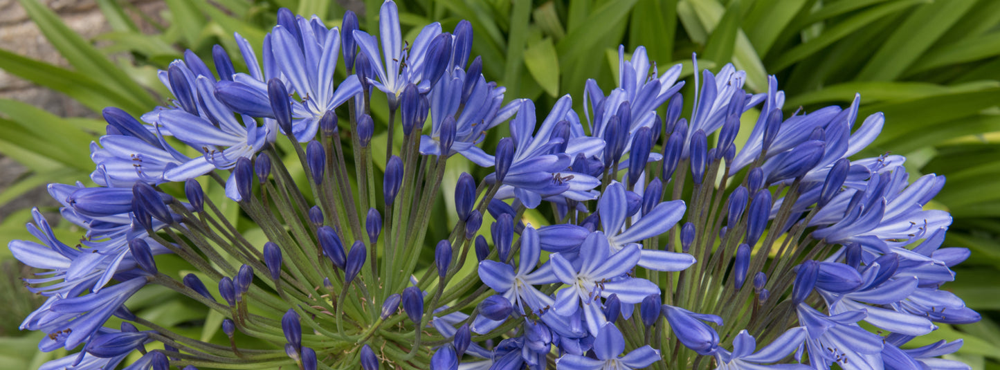 Agapanthus Blue Giant, blue agapanthus, lily of the nile, african lily, blue african lily, summer flowering pernnial,