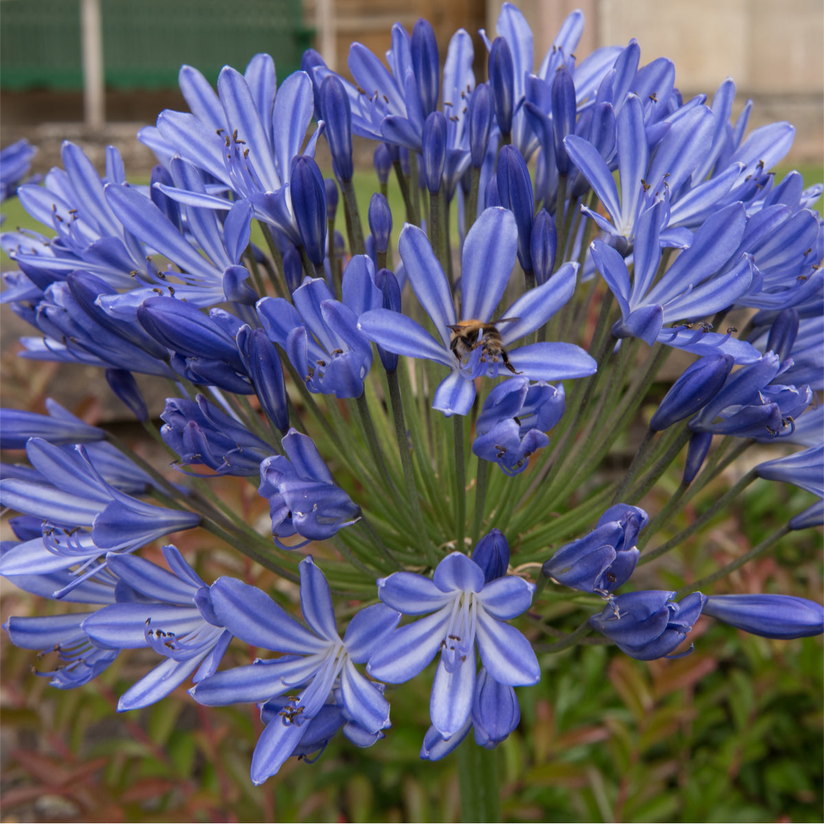 Agapanthus Blue Giant, blue agapanthus, lily of the nile, summer flowering pernnial, summer flowering plant,