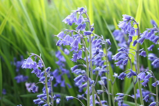 Bluebells, Plants for bees, plants for butterflies, , wildflower meadow, wildflower seed, native irish wildflowers, native irish meadow, native wildflower seed