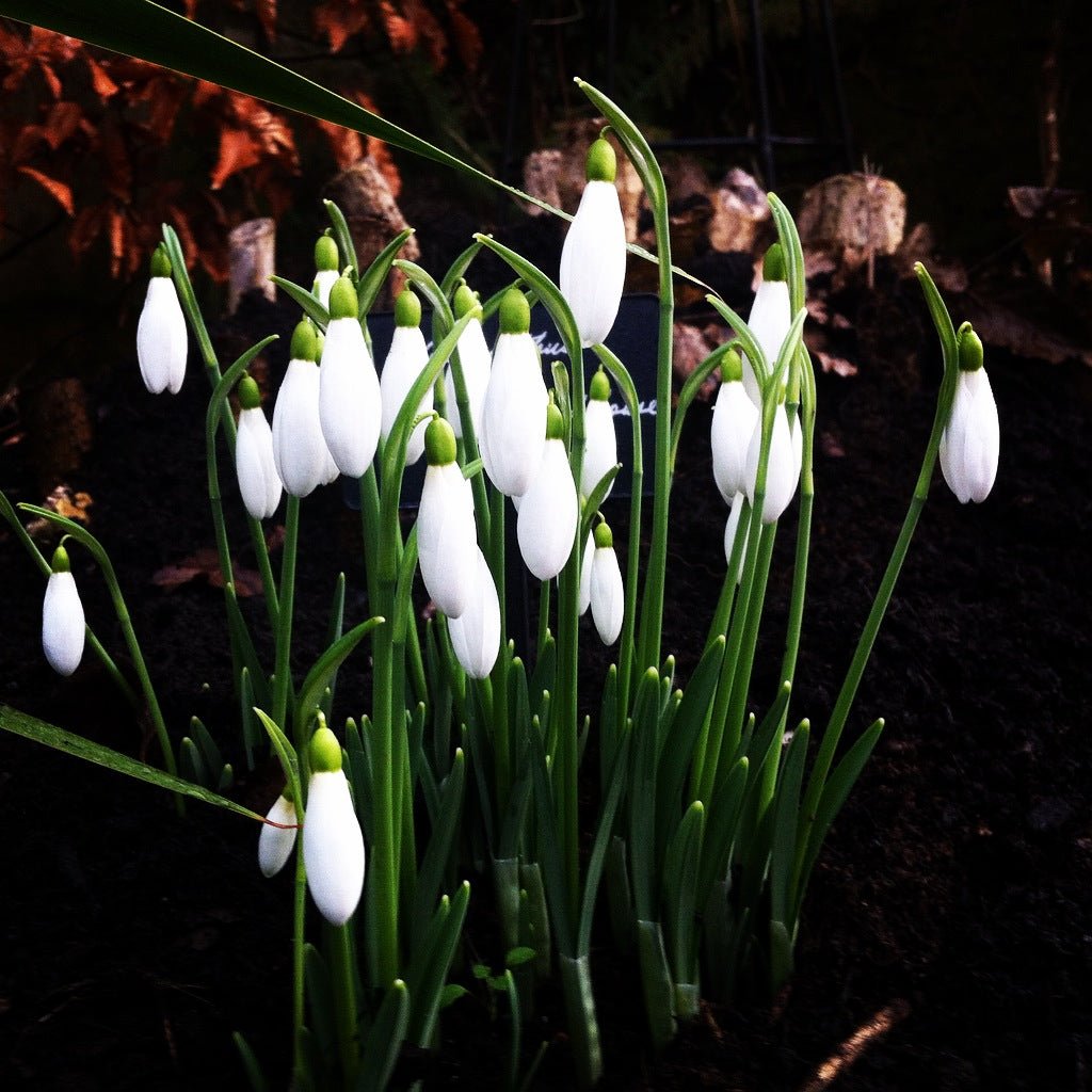 Snowdrops - Galanthus nivalis 35 Blubs - The Irish Gardener Store