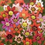 Sparaxis - The Irish Gardener Store