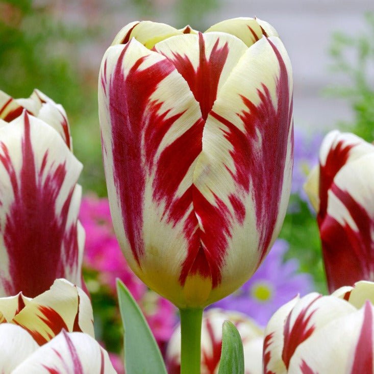Terrific Tulips - The Irish Gardener Store