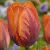 Terrific Tulips - The Irish Gardener Store