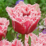 Terrific Tulips - The Irish Gardener Store