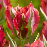 Terrific Tulips - The Irish Gardener Store