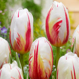 Terrific Tulips - The Irish Gardener Store