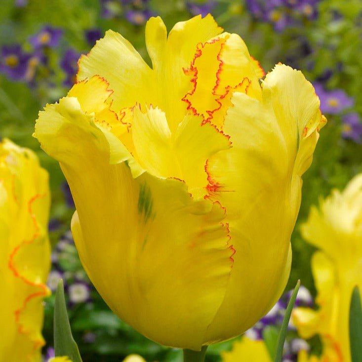 Terrific Tulips - The Irish Gardener Store