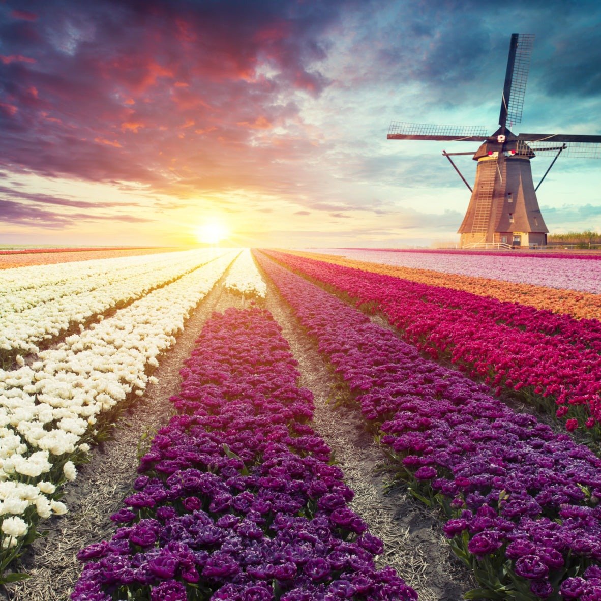 Terrific Tulips - The Irish Gardener Store