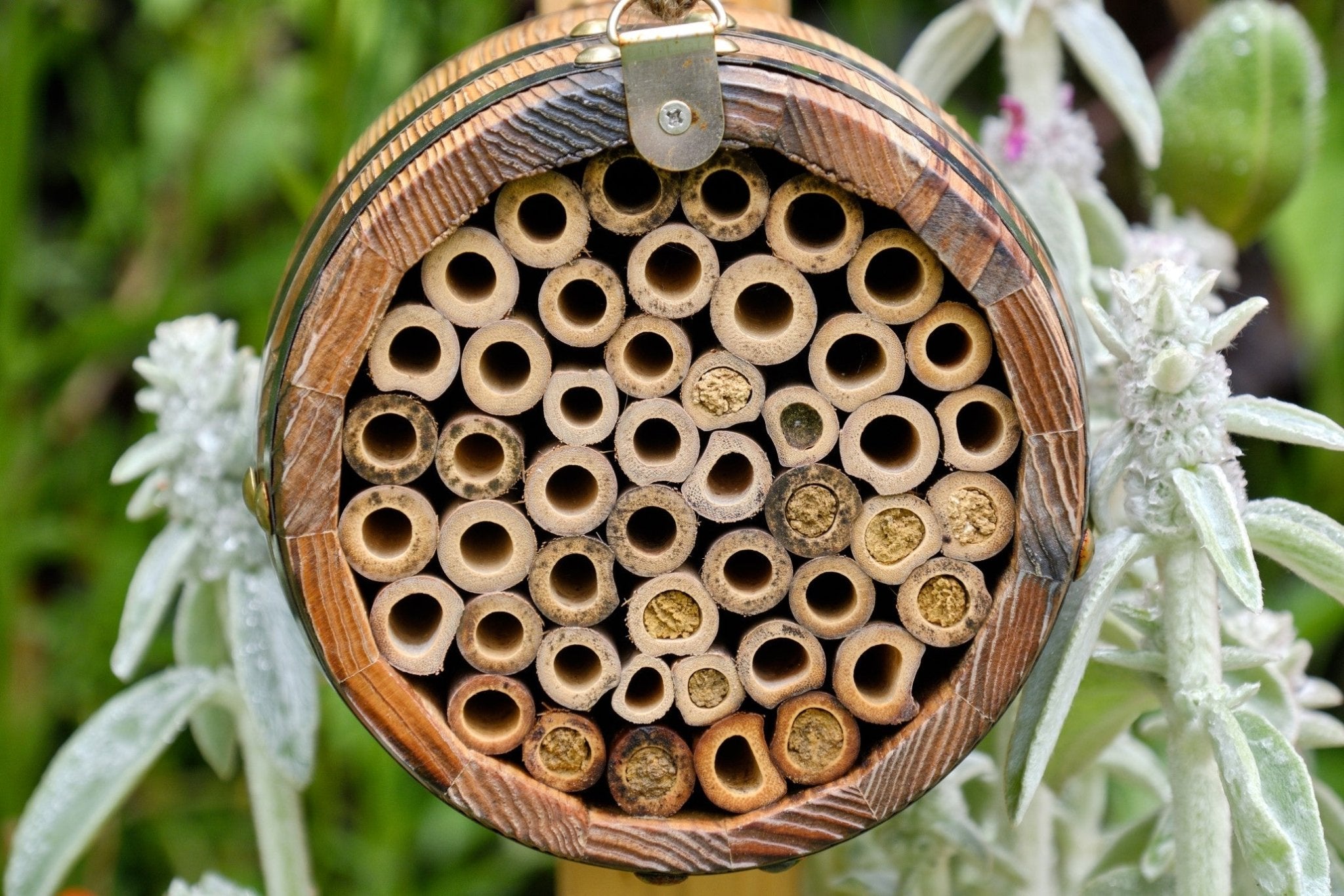 The Bee Barrel - The Irish Gardener Store rustic wooden bee barrel, hanging pollinator habitat, bamboo nesting tubes, eco-friendly design, bee nesting barrel, garden decoration for pollinators, sustainable bee shelter, wildlife garden accessory, wooden barrel bee home, rope hanging bee habitat