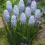 Muscari Babys Breath