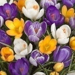 Mixed colours Crocus