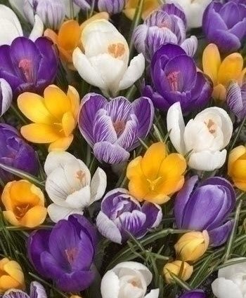 Mixed colours Crocus