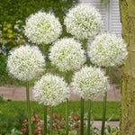 Allium Mount Everest