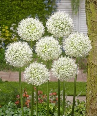 Allium Mount Everest