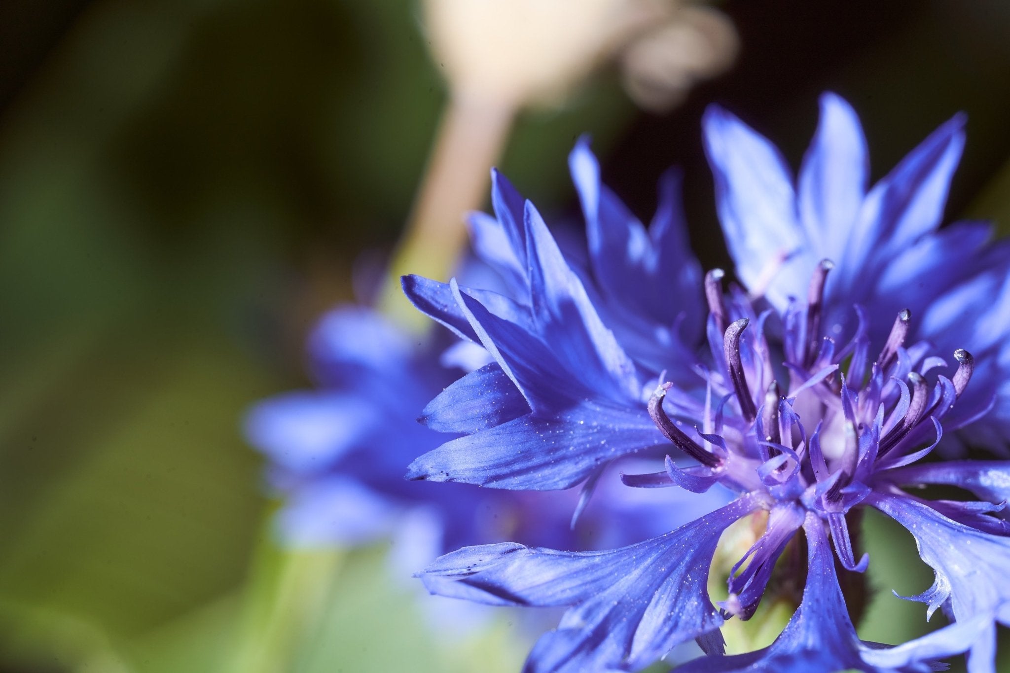 Triteleia corrina - The Irish Gardener Store
