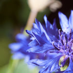 Triteleia corrina - The Irish Gardener Store