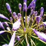 Triteleia corrina - The Irish Gardener Store
