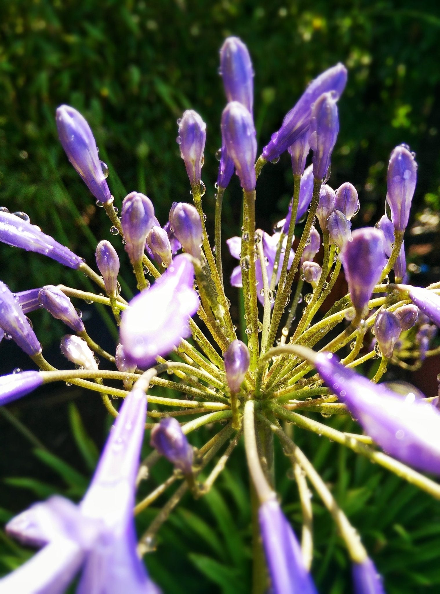 Triteleia corrina - The Irish Gardener Store