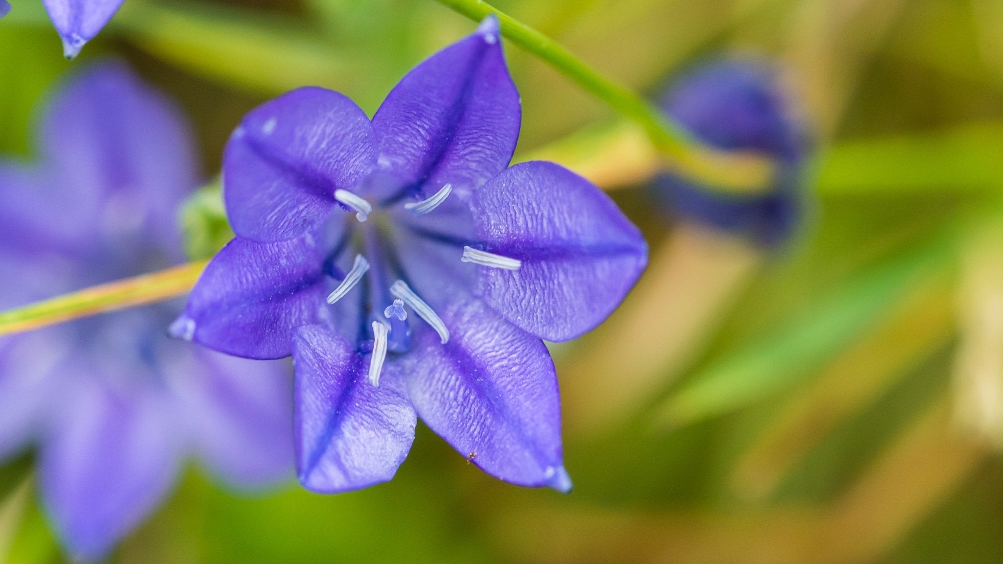Triteleia corrina - The Irish Gardener Store