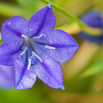 Triteleia corrina - The Irish Gardener Store