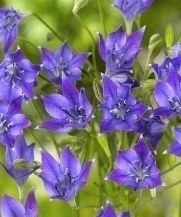 Triteleia corrina - The Irish Gardener Store