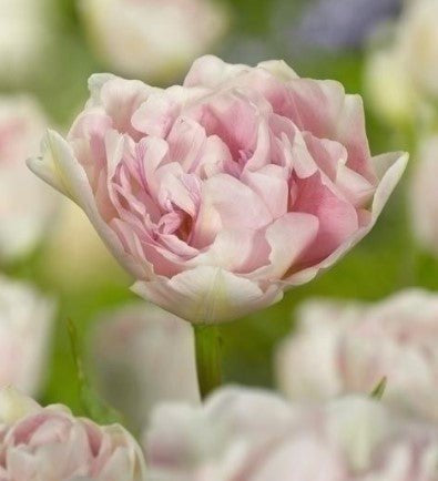 Tulip Angelique - The Irish Gardener Store