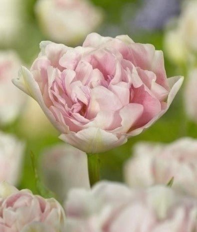Tulip Angelique - The Irish Gardener Store