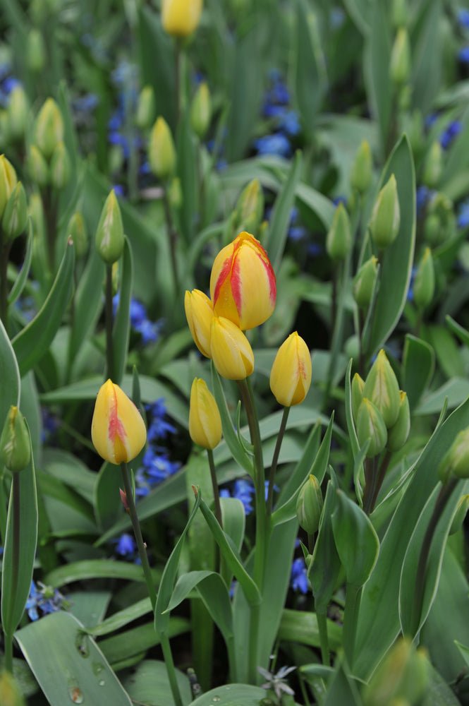 Tulip Antoinette - The Irish Gardener Store