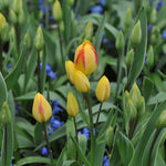 Tulip Antoinette - The Irish Gardener Store