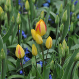Tulip Antoinette - The Irish Gardener Store