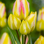 Tulip Antoinette - The Irish Gardener Store